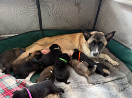 Akita/labrador puppies