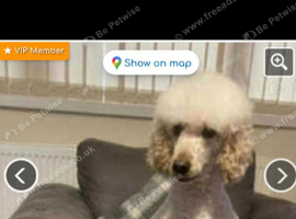 Minature poodle