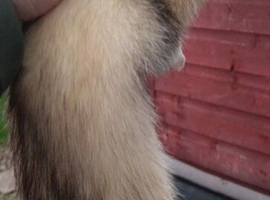 2 half micro Jill's 1 year old