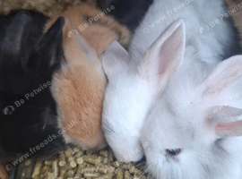Baby rabbits and 1 older male