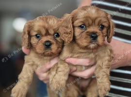 Cavalier king charles spaniel puppies