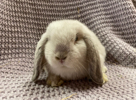 Mini lop boy