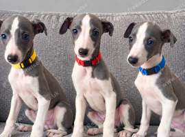 Beautiful Puppies Ready Now