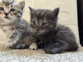 Bengal x Maine coone kittens