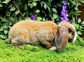 2 young full mini lop plush does for sale