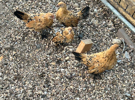 4 sablepoot growers