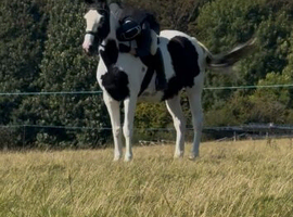 Cob x ISH mare