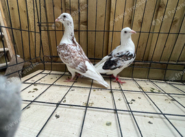 Sadle racer pigeons for sale in Birmingham