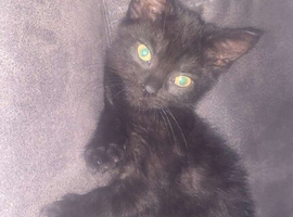 girl kitten for sale