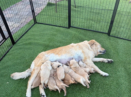 Puppy&rsquo;s can be taken home from Friday please get in touch