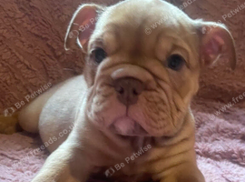 Beautiful English bulldog puppies