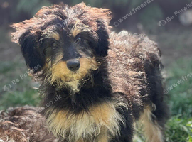 Lassie/Border Collie X Miniature Poodle