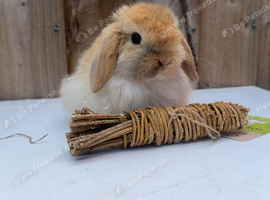 Mini lop boy last one