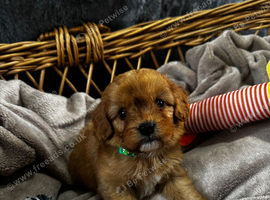 Health Tested F1 Red CavaPoos
