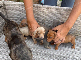 Miniature Dachshunds for sale
