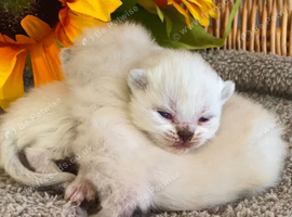 BEAUTIFUL PURE BRED BSH RARE SEAL LYNX KITTENS