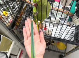 Baby green Ringneck parrot