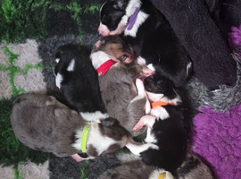 Border collie x papillon puppies