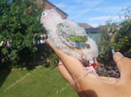 Beautiful hand reared tame conure