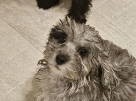 Boy puppy&rsquo;s for sale