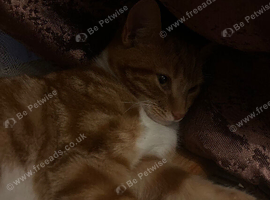 Cute Ginger Cat!