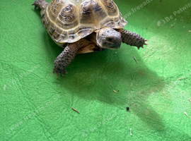 Tortoise for sale
