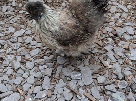 Usa silkie chickens hens