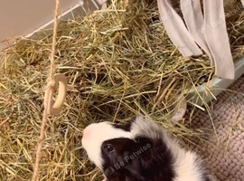 Two female guinea pigs