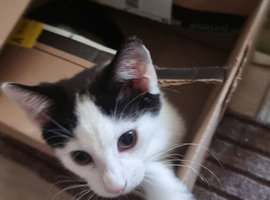 Male Kitten