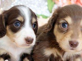Gorgeous Long‑Haired Miniature Dachshund Puppies &ndash; Ready Soon!