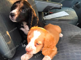 Cocker spaniel puppies