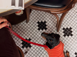 8 Months Old Miniature Dachshund