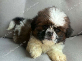 Shih Tzu puppy