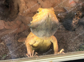 Breaded dragon and vivariun