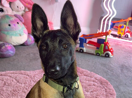 Shadow Belgium mal female