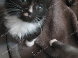 Frienly play ful kittens