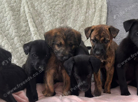 Bedlington x whippet puppies