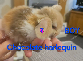 Mini lop babies