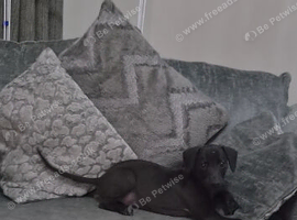 2 Beautiful Bedlington Whippet Puppies for Sale