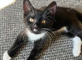 Beautiful kittens ready for a loving home :)