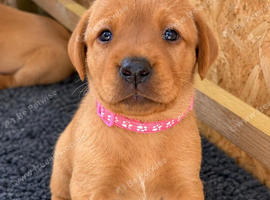 Fox Red Labradors - Copper Coats & Golden Hearts