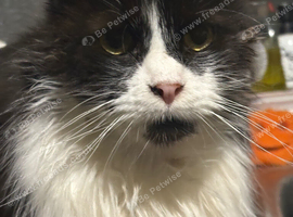 Female spayed Maine coon