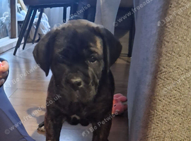 Lovely cane corso pups