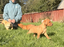Stunning litter of lab pups looking for new homes