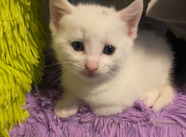 Male pure white kitten