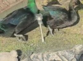 Ducks