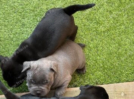 LOVELY LITTLE TREASURE SEEKING THEIR LOVING HOMES