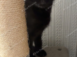 Male kittwn