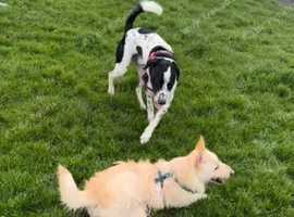 Dog walking/pet check ins