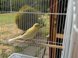 Nice male for sale